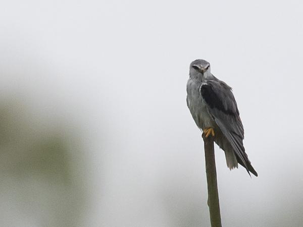 <h3><a href="/trips/srilanka/biota/animalia/chordata/aves/017 accipitriformes/004 accipitridae/elanus caeruleus/elanus caeruleus-en.html">Elanus&nbsp;caeruleus</a> / Black‑winged&nbsp;kite / Grijze&nbsp;wouw</h3>NIKON D500 with AF-S Nikkor 300mm f/2.8G IF-ED VR II, 1/640 sec at F7.1, ISO 1600, distance 44.6&nbsp;m